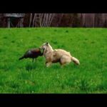 Un coyote attaque un appelant à dindon sauvage