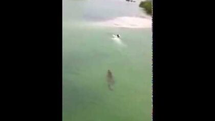 Un crocodile poursuit un nageur à Playa Del Carmen