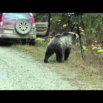 Un grizzly approche des photographes