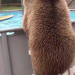 Un gros ours se baigne dans une piscine