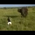 Un homme ivre charge un éléphant