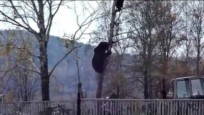 Un homme poursuivi par un ours jusque dans les arbres
