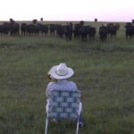 Un homme rassemble un troupeau de vaches avec son trombone