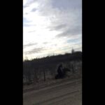 Un homme se fait attaquer par un orignal après lui être venu en aide