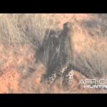 Un léopard attaque des chasseurs