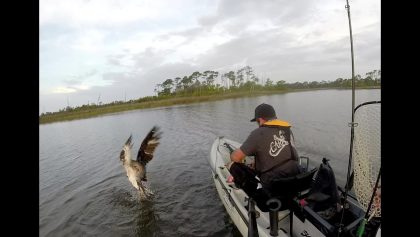 Un oiseau au bout de la ligne d'un pêcheur en kayak!