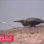 Un oiseau intelligent qui pêche comme un humain