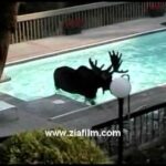 Un orignal dans la piscine!