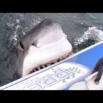 Un requin attaque un bateau gonflable