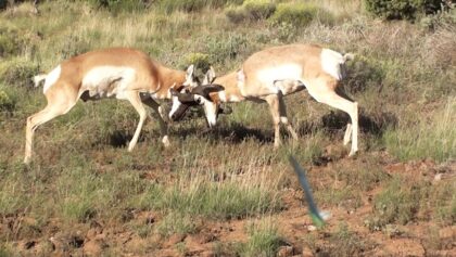 Une antilope abattue à l'arc pendant un combat!
