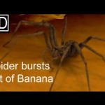 Une araignée sort d'une banane