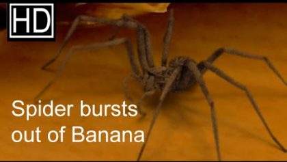 Une araignée sort d'une banane