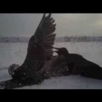 Une caméra montée sur un faucon en chasse