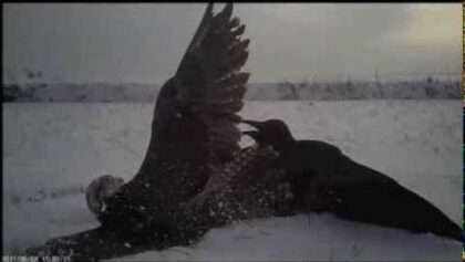Une caméra montée sur un faucon en chasse