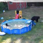 Une famille d'ours dans la piscine