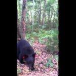 Une femme rencontre deux ours dans un sentier
