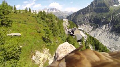 Une GoPro installée sur un aigle!