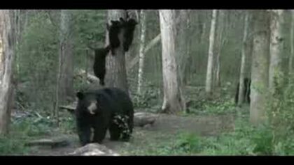 Une mère ours envoie ses 5 oursons dans un arbre