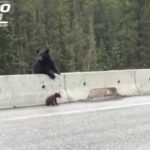 Une mère ours protège son ourson de l'autoroute