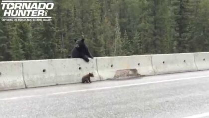 Une mère ours protège son ourson de l'autoroute
