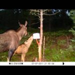 Vidéo de chasse 2011 (Orignal - Mr. Moose)