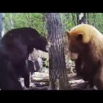Violent combat d'ours capturé par une caméra de surveillance