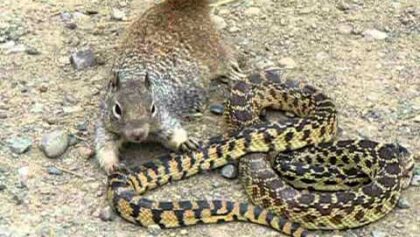 Violent combat : écureuil vs serpent