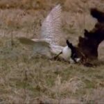 Violent combat entre un faucon et une bernache