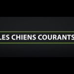 Chiens courants