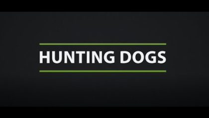 Hunting dogs (15s)