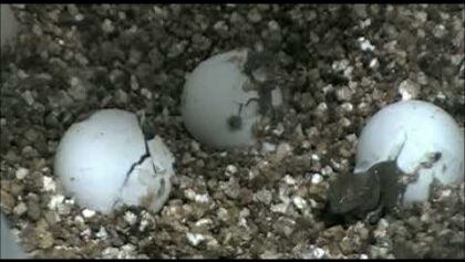 Naissance d'une tortue-molle à épines : assistez à l'éclosion des œufs!