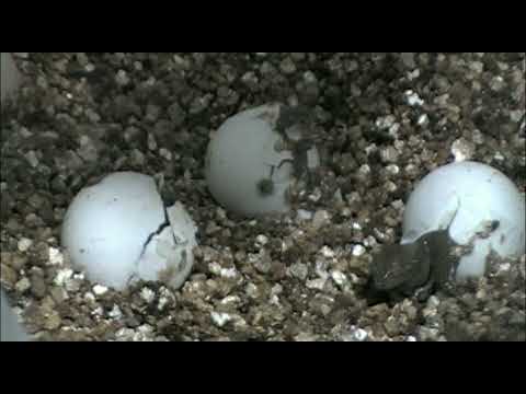 Naissance d'une tortue-molle à épines : assistez à l'éclosion des œufs!