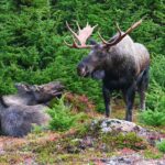 Alaska Bull Moose (Chill Bill) s'amuse avec son Rut Pit (partie 2 de 2)
