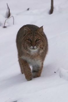 Vidéo Lynx