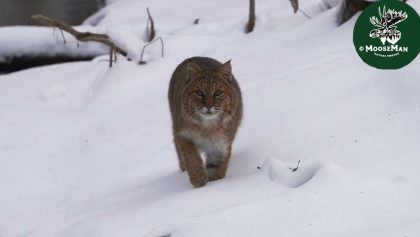 Vidéo Lynx