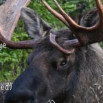 Big Bull Moose d'Alaska : Rencontrez les joueurs - Partie II