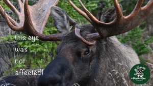 Big Bull Moose d'Alaska : Rencontrez les joueurs - Partie II