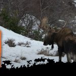 Bull Moose se trouve une petite amie Nature Orignal
