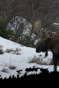 Bull Moose se trouve une petite amie Nature Orignal