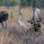 Compilation de gros taureaux d'Alaska