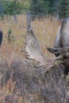 Compilation de gros taureaux d'Alaska