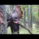 Crochet d'Anchorage : Partie 1 Le meilleur orignal mâle jamais vu