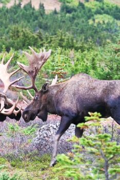 Deux grands élans mâles d'Alaska se battant - du début à la fin !