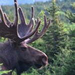 Énormes orignals d'Alaska ensemble avant le rut Nature Orignal