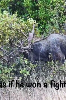 Meilleure vidéo de ratissage d'un énorme élan mâle d'Alaska