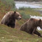 Ours bruns de la côte d'Alaska de Kenai Fun Moments