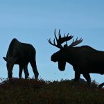 Rencontre avec les joueurs - Partie IV - Énorme élan taureau d'Alaska grincheux