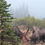 Trois élans mâles surpris en train de s'affronter en Alaska