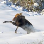 Un élan de vache fou et drôle dans la neige (et une petite intro par l'équipe MooseMan)