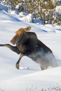 Un élan de vache fou et drôle dans la neige (et une petite intro par l'équipe MooseMan)
